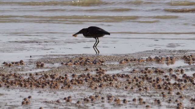 Striated Heron on Australian shoreline hunting fish surrounded by soldier crabs