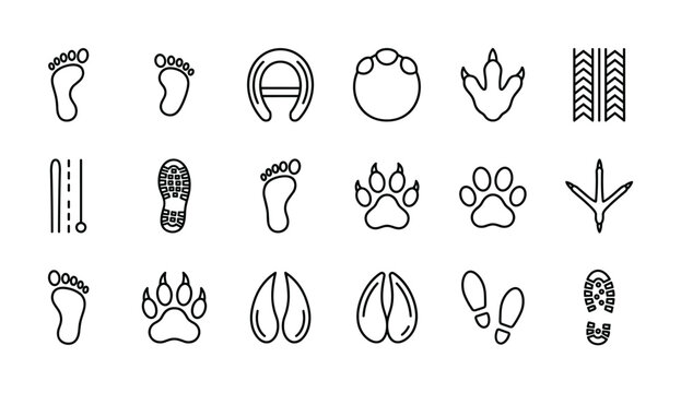 Collection of diverse animal and human footprints, shoe prints, and tire tracks