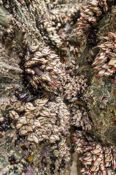 Live Goose Neck Barnacles on Coastal Rocks in Galicia