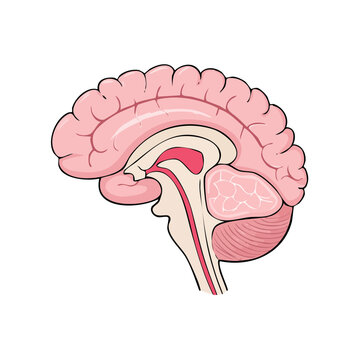 Sagittal view illustration of the human brain anatomy showing cerebrum cerebellum brainstem and internal structures