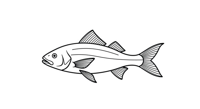 Detailed black and white line drawing of a fish outline showing scales and fins for biology or coloring projects.