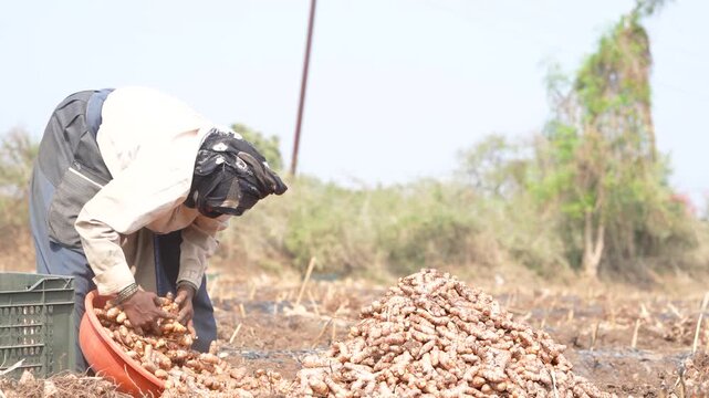 happy indian female worker working at turmeric agricultural field