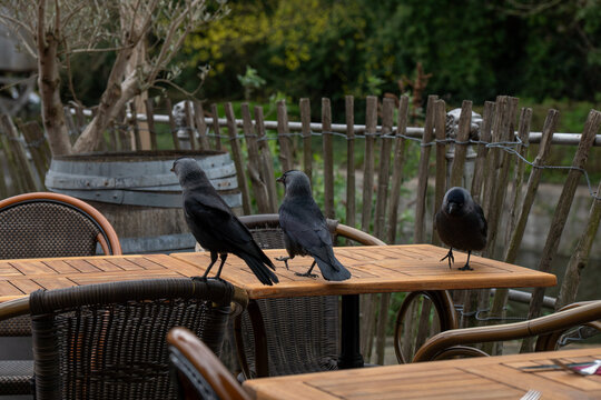Two Eurasian jackdaws stand on wooden cafe table near wicker chair, rustic fence, and green outdoor background in calm natural setting. Wildlife content, outdoor dining, nature