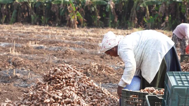 happy indian female worker working at turmeric agricultural field