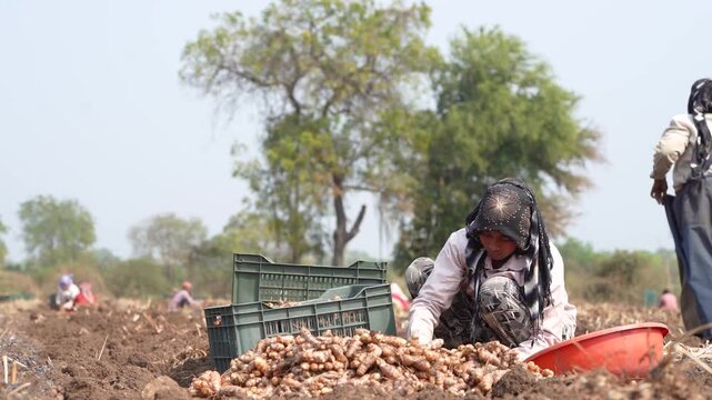 happy indian female worker working at turmeric agricultural field
