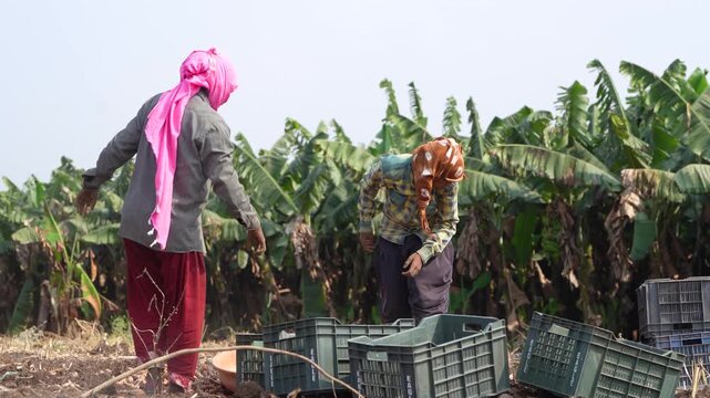 group of indian female worker working at turmeric agricultural field