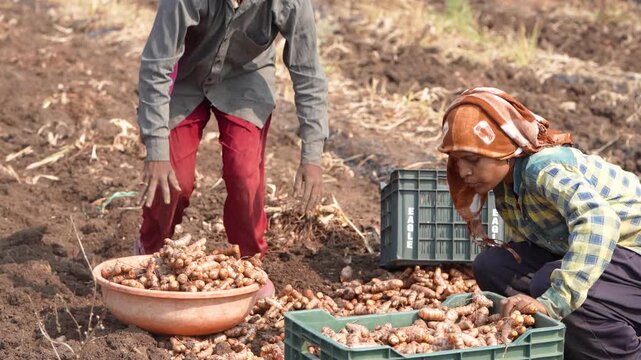 group of indian female worker working at turmeric agricultural field