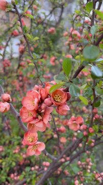 Blooming Japanese Quince Branch in Spring Garden