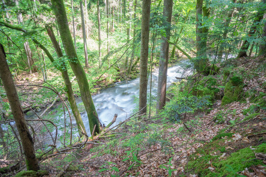 View of the Vajskovska dolina stream flowing through a lush green forest with tall mossy trees and sunlight filtering through the canopy Dolna Lehota, Banskobystricky kraj, Slovakia.