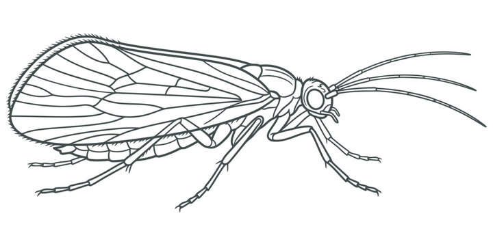 Line art illustration of a caddisfly insect eps 10