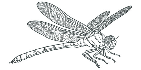 Dragonfly illustration, detailed line art eps 10 © Md