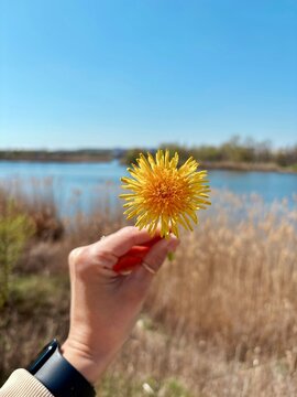 Woman's Hand Holding Yellow Dandelion by the Lake