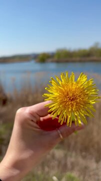 Vertical close-up video of a woman's hand holding a bright yellow dandelion flower.
