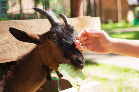 A girl's hand stroking goat at farm or petting zoo in a summer's day. Goats head close up.