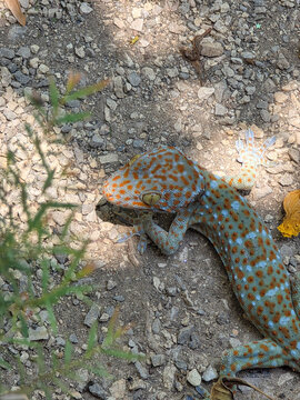 Colorful tokay gecko reptile resting on outdoor ground with dirt and rock displaying calm and alert expression under shade in natural habitat environment showing bright orange spot and blue skin