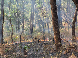 Obraz premium Devastating forest fire creating thick smoke among dry tree branches, leaving path of burning ash and natural disaster, evoking an alarming, tragic, and heartbreaking feeling of loss in nature