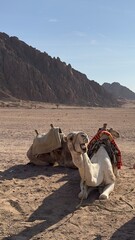 Fototapeta premium Camel walking in desert landscape. Camel walking through sandy desert landscape under clear blue sky. Travel and Middle Eastern culture concept.
