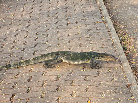 Large monitor lizard walking on brick path outdoors. Wild reptile moving calm and unbothered across paving stones in tropical park environment searching for food