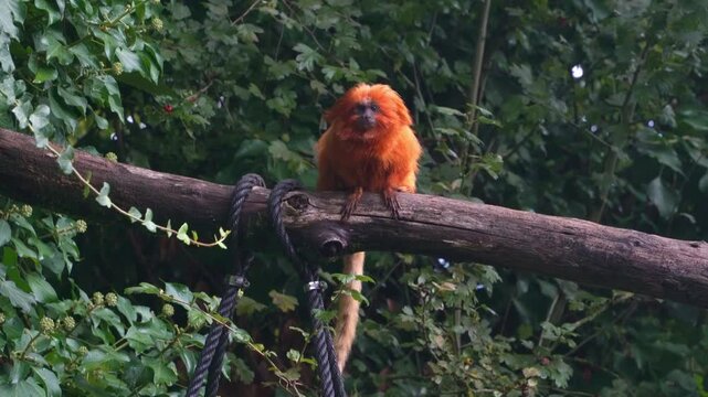 Golden Lion Tamarin Monkey in Zoo Habitat, Rare Endangered Primate Leontopithecus rosalia with Vibrant Orange Mane and Fur Close-up