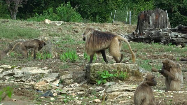Majestic Gelada Monkey Primate Resting and Observing in a Zoo Habitat, Detailed Close-Up of Captive Wildlife and Endangered Species in a Park