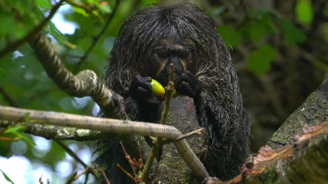 Exotic White-faced Saki Monkey Sitting on a Tree Branch in a Zoo Enclosure, Close-up Portrait of a Pithecia Pithecia Primate in Captivity.