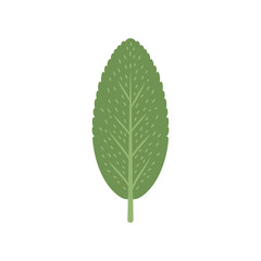 Fototapeta premium Green oval leaf with veins, isolated on white background, nature illustration
