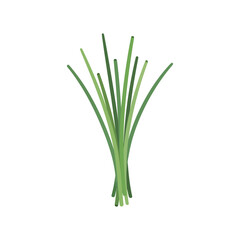 Obraz premium Vibrant Green Chives Bunch, Fresh Aromatic Herbs for Cooking and Flavoring Dishes