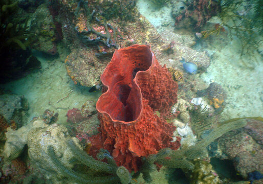 Large brown tube sponge on a sandy tropical seabed in the Caribbean
