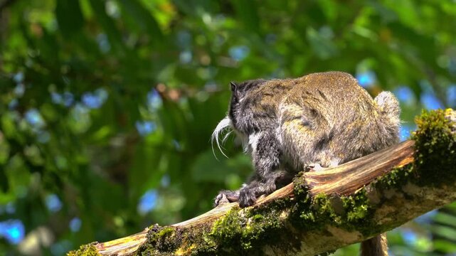 Close-up of an Emperor Tamarin monkey with its distinctive white mustache on a branch in a zoo environment, exotic wildlife primate portrait.