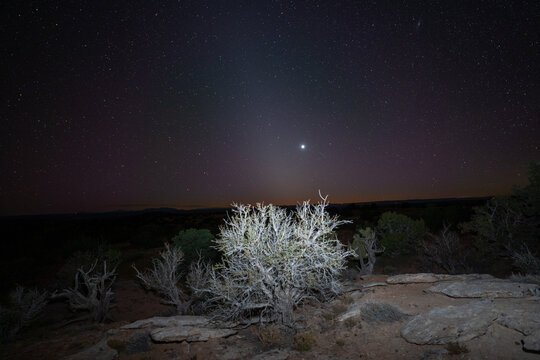 View of a desert shrub illuminated under a starry night sky with a bright planet and zodiacal light in Moab, Utah, United States.