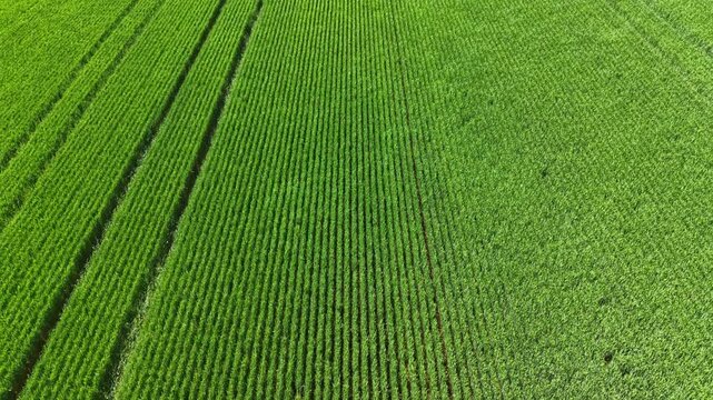 A large wheat field stretches across the landscape with neat rows of green plants. The sun shines down, creating bright conditions. The sky is clear and blue.