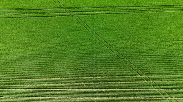 A wide view of a wheat field shows rows of green plants under bright sunlight. Lines across the field indicate where equipment has been used. The field appears ready for harvest.