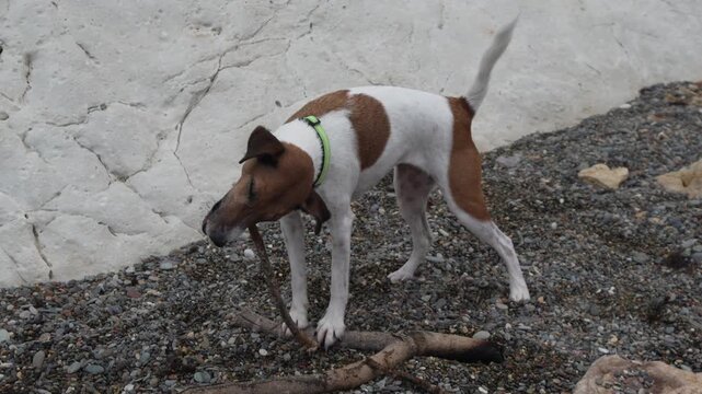 Dog, Stick, Pebble, fox terrier chewing wood on rocky beach