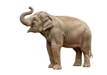 Obraz premium Large Asian Elephant Standing with Trunk Raised and Mouth Open Isolate