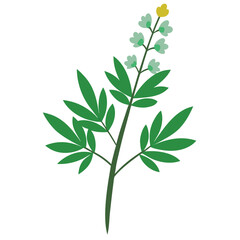 Obraz premium artemisia vulgaris flower on white background