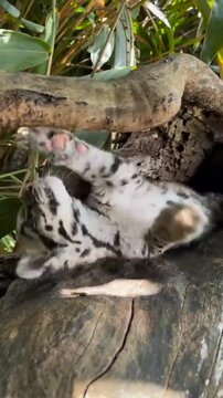 Adorable Clouded Leopard Cub Playing and Peeking Out from a Tree Hollow