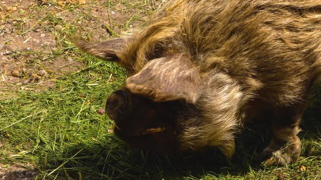 Close up of New Zealand KuneKune Pig head looking around on a meadow on a sunny day in spring