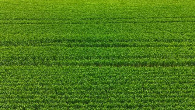 The scene shows a large wheat field filled with green plants reaching toward the sky. It is sunny, and the field appears lush and well cared for. Rows of wheat grow in neat lines.