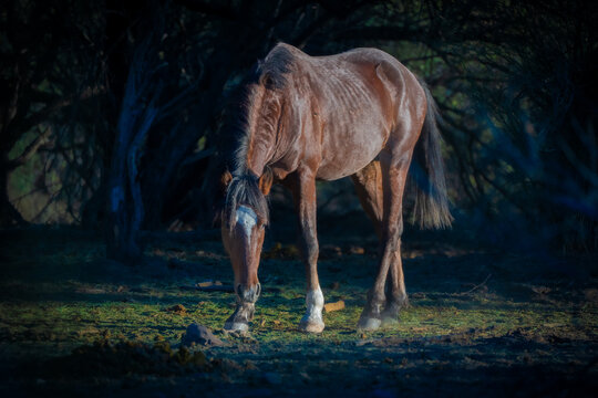 View of a brown horse with a white blaze grazing in a shaded forest clearing with soft light hitting the grass Arizona, United States.