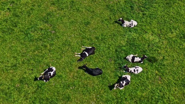 Approaching drone fly over herd of domestic cows scattered across lush countryside meadow.