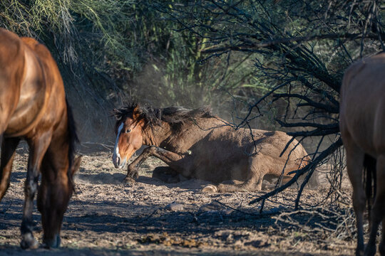 View of a wild horse rolling in the dust surrounded by desert scrub and other horses in the shade in Arizona, United States.