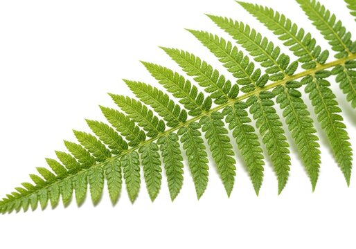 Fresh Green Fern Leaf Isolated on White Background - Tropical Botanica