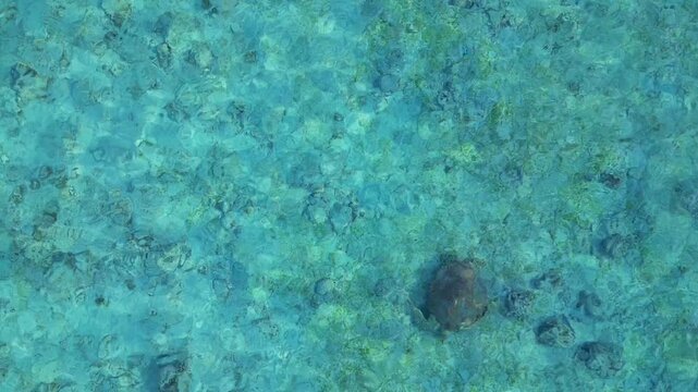 Small sea turtle gliding over a textured seabed in clear tropical water. Lovely aerial view top down drone view
