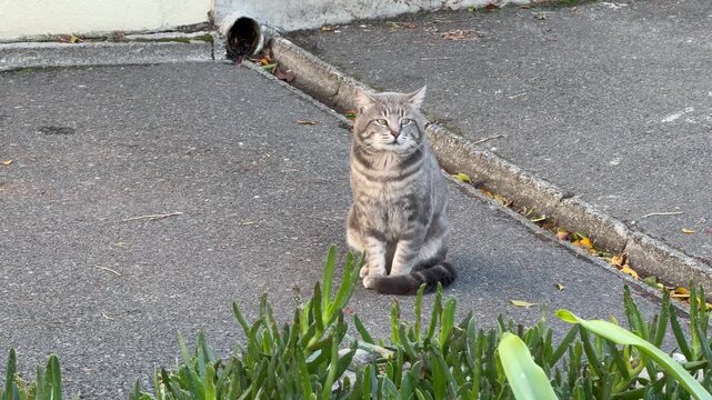 A grey feral cat out on the streets.