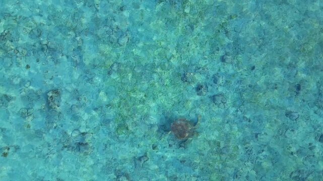 Small sea turtle gliding over a textured seabed in clear tropical water. Magic aerial view drone top down Above view