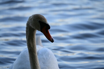 Obraz premium swans on the in protected bird area