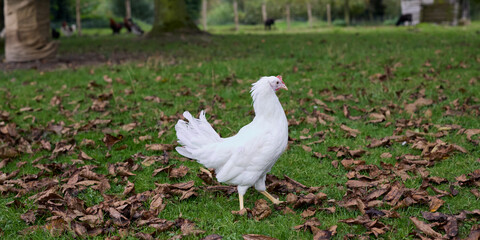 Fototapeta premium White chicken explores a grassy field dotted with autumn leaves, under natural light in a serene outdoor setting.