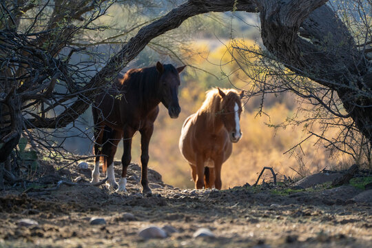 View of two wild horses standing under a large gnarled tree branch in the desert landscape during golden hour Arizona, United States.