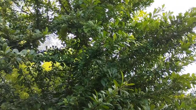 Majapahit tree (Crescentia cujete) with round green fruit among lush leaves