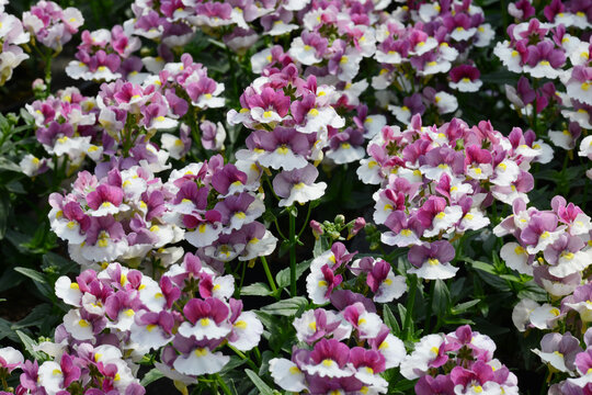 Elfenspiegel, Cape snapdragon, Nemesia fruticans, Bl&uuml;te